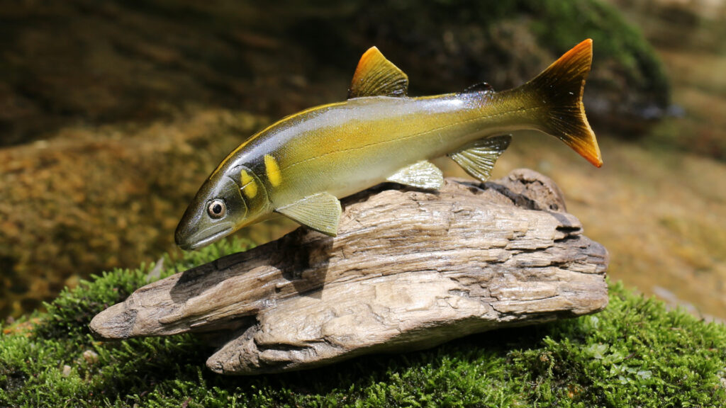 ロッド ZANMAI Revel trout 25th anniversary ザンマイ】 レベルトラウト 5.1MT 51MT 3ピース 25周年記念